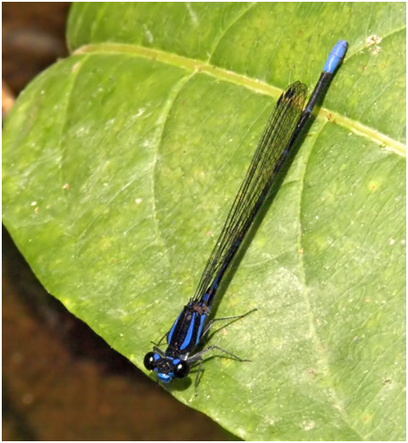 Argia oculata mâle, Colombie