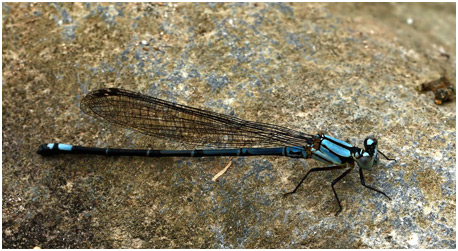 Argia variegata mâle, Colombie