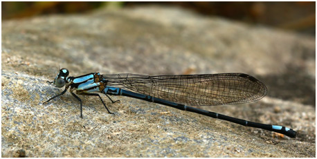 Argia variegata mâle, Colombie