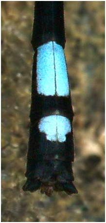 Argia variegata mâle, appendices anaux