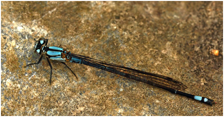 Argia variegata mâle, Colombie