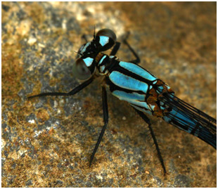 Argia variegata mâle, Colombie