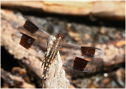 Erythrodiplax umbrata mâle