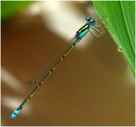 Ischnura sp. femelle