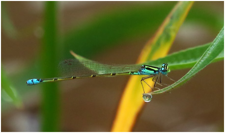 Ischnura sp. femelle