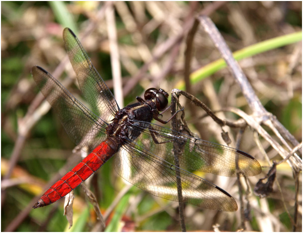 Libellula herculea mâle