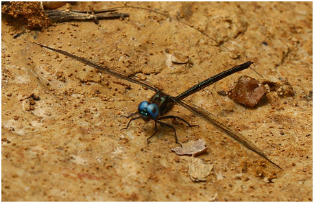 Macrothemis inacuta mâle