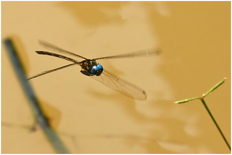 Macrothemis inacuta mâle