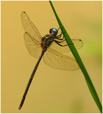 Macrothemis inacuta mâle