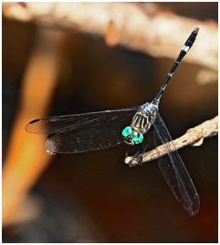 Three-striped Dasher