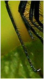 Nephepeltia flavifrons male, pattes