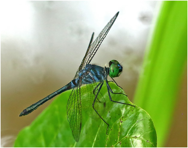 Oligoclada pachystigma mâle