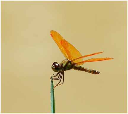 Perithemis mooma mâle