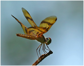 Perithemis rubita femelle