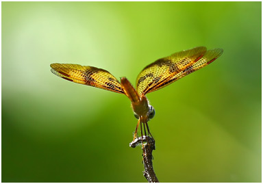 Perithemis rubita femelle