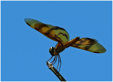 Perithemis rubita femelle