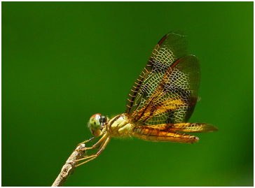 Perithemis rubita femelle