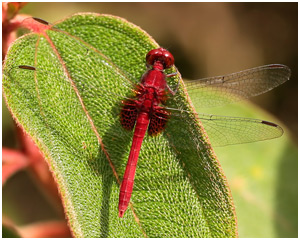 Erythrodiplax castanea