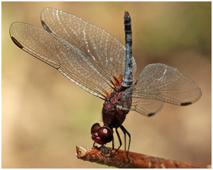 Erythrodiplax fusca