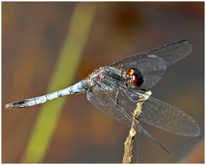 Erythrodiplax paraguayensis