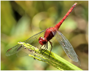 Erythrodiplax sp. (pallida ?)