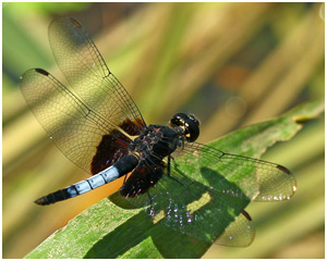 Erythrodiplax unimaculata