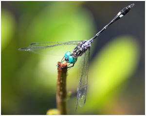 Micrathyria catenata