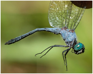 Micrathyria sp. (Brésil, Rio de Janeiro)