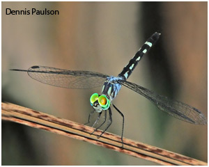 Micrathyria tibialis ♀