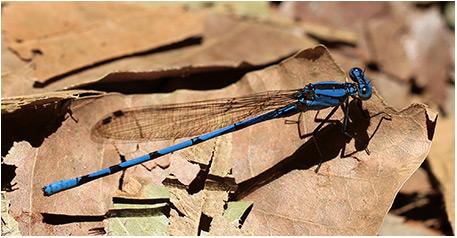 Argia anceps mâle