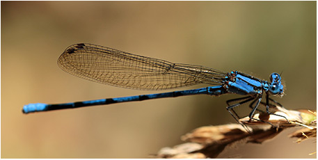 Argia anceps mâle