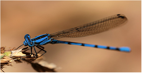 Argia anceps mâle