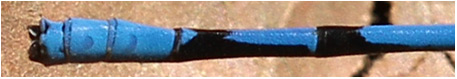 Argia anceps mâle