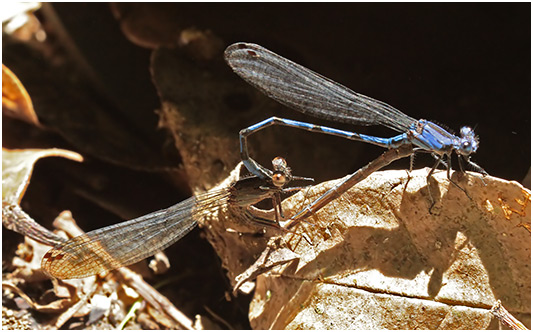 Argia extranea accouplement