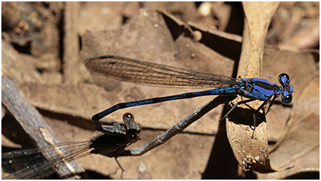 Argia extranea accouplement