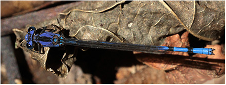 Argia elongata mâle