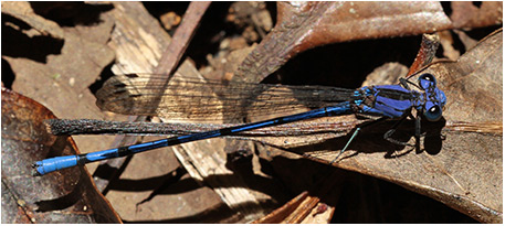 Argia elongata mâle