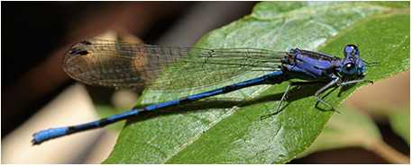 Argia elongata mâle