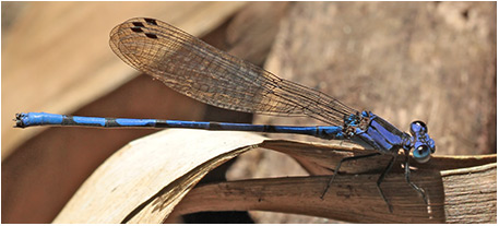 Argia elongata mâle