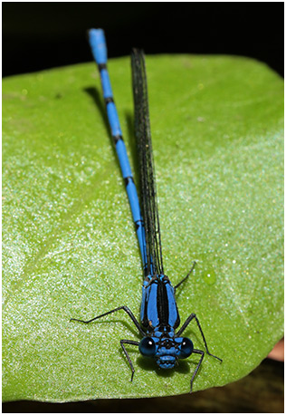 Argia elongata mâle