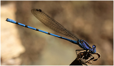 Argia elongata mâle