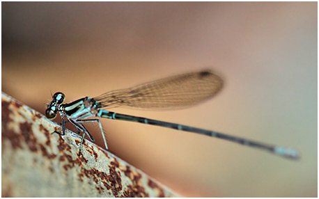 Argia gaumeri femelle