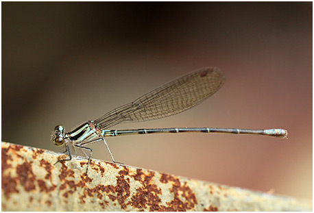 Argia gaumeri femelle