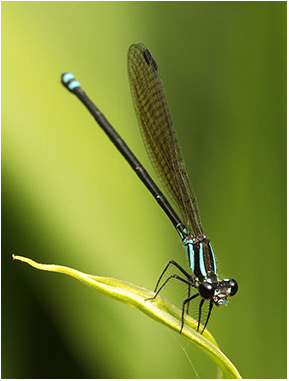 Argia indicatrix femelle