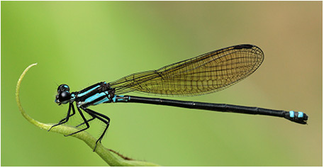 Argia indicatrix femelle