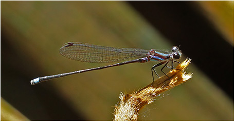 Argia indicatrix mâle