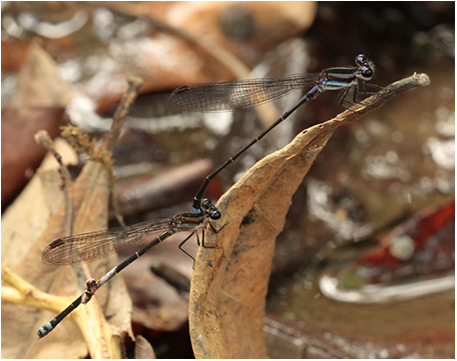 Argia indicatrix tandem