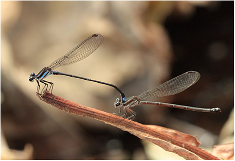 Argia indicatrix tandem