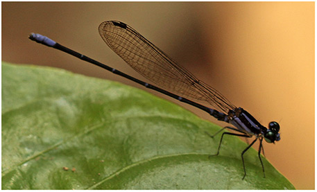 Argia "oculata purple" mâle