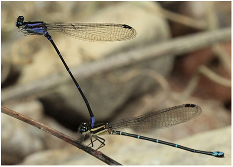 Argia "oculata purple" tandem